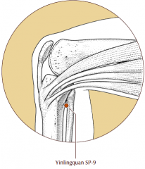 On the medial side of the lower leg, in a depression in the angle formed by the medial condyle of the tibia and the posterior border of the tibia.
