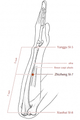 On a line connecting SI-5 and SI-8, 5 cun proximal to SI-5, in the groove between the anterior border of the ulna and the muscle belly of flexor carpi ulnaris.