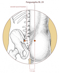 1.5 cun lateral to the midline, at the level of the second posterior sacral foramen.