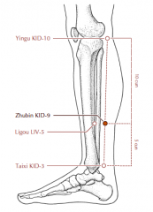 On the medial aspect of the lower leg, 5 cun superior to KD-3, on the line drawn between KD-3 and KD-10, about 1 cun posterior to the medial border of the tibia.