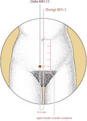 On the lower abdomen, 4 cun below the umbilicus, 1 cun superior to the superior border of the symphysis pubis, 0.5 cun lateral to the midline.