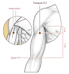On the anterior aspect of the arm, 2 cun below the anterior axillary fold, between the two heads of the biceps brachii muscle.