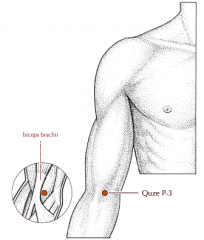On the transverse cubital crease, in the depression immediately to the ulnar side of the aponeurosis of the biceps brachii muscle.