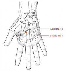 Between the second and third metacarpal bones, proximal to the metacarpo-phalangeal joint, in a depression at the radial side of the third metacarpal bone.