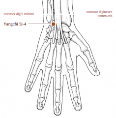 On the dorsum of the wrist, at the level of the wrist joint, in the depression between the tendons of extensor digitorum communis and extensor digiti minimi.