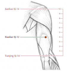 On the upper arm, on a line drawn between SJ-10 and SJ-14, 4 cun proximal to SJ-10 and 6 cun distal to SJ-14.