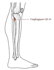 Below the lateral aspect of the knee, in the tender depression approximately 1 cun anterior and inferior to the head of the fibula.