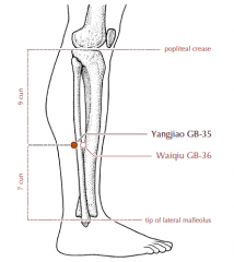 On the lateral aspect of the lower leg, 7 cun superior to the prominence of the lateral malleolus, in the depression at the posterior border of the fibula.