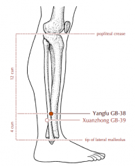 On the lateral aspect of the lower leg, 4 cun superior to the prominence of the lateral malleolus, at the anterior border of the fibula.