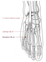 Between the 4th and 5th metatarsal bones, in the depression proximal to the metatarsal heads, on the medial side of the tendon of m. extensor digitorum longus (branch to little toe).