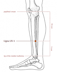 5 cun above the prominence of the medial malleolus, immediately posterior to the medial crest of the tibia, in the depression between the medial crest of the tibia and the gastrocnemius muscle.