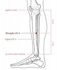 7 cun above the prominence of the medial malleolus, immediately posterior to the medial border of the tibia, in the depression between the medial border of the tibia and the gastrocnemius muscle.