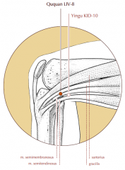 Just superior to the medial end of the popliteal crease, in the depression anterior to the tendons of m. semitendinosus and m. semimembranosus, about 1 cun anterior to Kid-10.