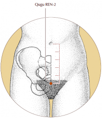 On the midline of the lower abdomen, at the superior border of the pubic symphysis, 5 cun below the umbilicus.