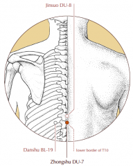 On the midline of the back, in the depression below the spinous process of the 10th thoracic vertebra.