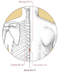 On the midline of the back, in the depression below the spinous process of the ninth thoracic vertebra.