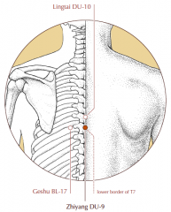 On the midline of the back, in the depression below the spinous process of the seventh thoracic vertebra.