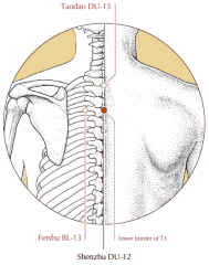 On the midline of the upper back, in the depression below the spinous process of the third thoracic vertebra.