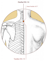 On the midline at the base of the neck, in the depression below the spinous process of the seventh cervical vertebra.