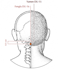 On the midline at the nape of the neck, in the depression 0.5 cun inferior to Du-16, below the spinous process of the first cervical vertebra (impalpable).