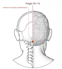 On the midline at the nape of the neck, in the depression immediately below the external occipital protuberance.