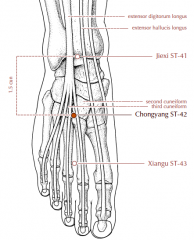 On the dorsum of the foot, in the depression formed by the junction of the second and third metatarsal bones and the cuneiform bones (second and third), 1.5 cun distal to St-41, on the line drawn between St-41 and St-43, at the point where the pulsation o