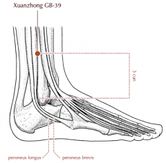 Above the ankle joint, 3 cun superior to the prominence of the lateral malleolus, between the posterior border of the fibula and the tendons of peroneus longus and brevis.