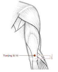 With the elbow flexed, this point is located 1 cun proximal to SJ-10.