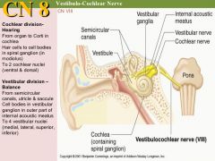 1. Special sensory afferent: auditory information from the cochlea

2. Special sensory afferent: balance information from the semicircular canals

image39