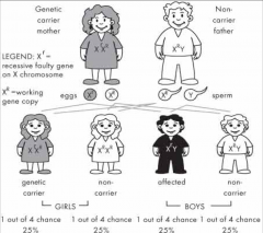 - Mostly recessive, can be dominant (females more likely to suffer from dominant disorders)


- transmitted on X chromosome 


- fully expressed in males (half affected)


- females are carriers (half will be carriers)