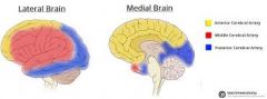 The external part of the cortex=MCA, 
the "inside" part = ACA