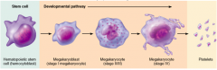 Which formed element can be described as cytoplasmic fragments?
A. monocytes
B. erythrocytes
C. platelets
D. lymphocytes