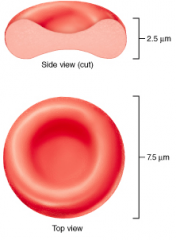What triggers erythropoietin (EPO) production to make new red blood cells?
A. too many platelets
B. excess oxygen in the bloodstream
C. too many erythrocytes
D. reduced availability of oxygen