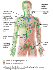 Lymph from what regions of the body is drained into the right lymphatic duct?
A. right upper limb; right side of the head and thorax
B. right upper limb, right side of the head and thorax, and the right lower limb
C. digestive organs and lower lim...