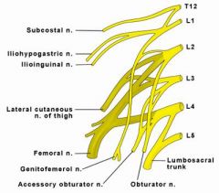 Interested in getting lunch on friday 

iliohypogastric and ilioinguinal from 1

genital femoral from 1/2

lateral femoral from 2/3

Obturator & femoral 2-4

