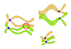 Cómo se llaman las estructuras encerradas en un círculo rojo en la Diapositiva 2 y en qué fase de la meiosis se producen?
 