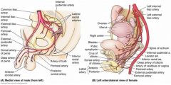 Inferior rectal
 Perineal  
Posterior scrotal (or labial)
Bulb
Deep artery
Dorsal artery