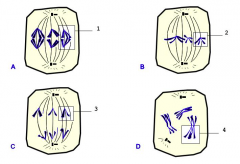 se observan 4 figuras de algunas fases de la  meiosis. Indica cuál corresponde a la metafase II de la meiosis:
 