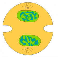 Si la célula está a punto de completar la primera división de la meiosis, indica cuántos cromosomas y con cuántas cromátidas habrá en cada uno de los núcleos.
 