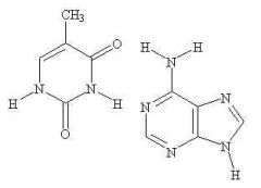 The nitrogenous base on the left is a ____ base