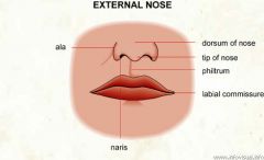 The ala of nose