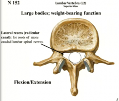 radicular canals or lateral recesses
it is room for thee lumbosacral and cervical enlargements of the anterior horns