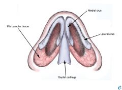 The Nasal Septum: