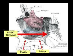 Floor (palate) of the nasal cavity: