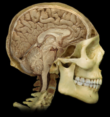 Hypothalamus