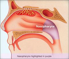 Nasopharynx: