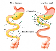 Indigestible Carbohydrates Slow Nutrient Absorption