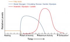 resting muscle: fatty acid metabolism

onset: circulating glucose and glucose derived from stored glycogen (aerobic)

maximal activity: oxygen requirements exceed delivery- anaerobic glycolysis predominates. Cori cycle critical for recycling l...