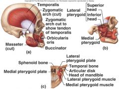 Mandible 

CNV (Trigemental)

Mastication muscles 
- MEDIAL/Lateral pterygoid 
- Masster 
- Temporalis. 
Mylohyoid 
Anterior belly of Diastric 
Tensor Tympani
Tensor Veli Palatini
Malleus (Bone)
Incus (Bone)
Sphenomandibular lig. 

