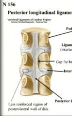 where is the posterior ligament attached? Why doesn't it attach to the back of the body?
